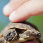 Presidencia prohíbe por 10 años la captura, matanza, comercialización y recolección de huevos de tortugas marinas