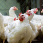 Producción Avícola cierra con más de 432,000 toneladas de pollos y más de 3,000 MM de huevos