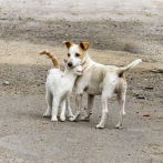 Los perros y gatos sí están contemplados en reglamento de cacería del Ministerio de Medio Ambiente
