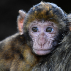 Estudio revela que el comportamiento homosexual es hereditario en los monos macacos