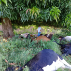 Descarga eléctrica mata 12 vacas y un padrote en Dajabón