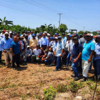 Agricultura inicia vedas para eliminar cultivos de mosca blanca en Azua