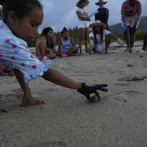 Pueblo costero venezolano ayuda a conservar tortugas marinas en peligro de extinción