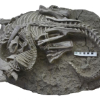 Los mamíferos podrían haber cazado dinosaurios para cenar, según sugiere un raro fósil
