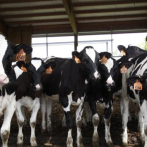 Apresan a dos hombres sorprendidos sustrayendo vacas en propiedad privada