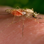 OMS: las muertes por malaria disminuyeron en América Latina un 60 % en lo que va de siglo