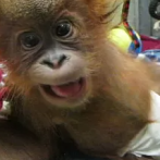 Nace un orangután en Reino Unido que podría desencadenar una nueva generación de la especie