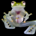 Nueva especie de rana de cristal descubierta en Ecuador