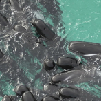 Mueren las 97 ballenas pilotos varadas en el oeste de Australia