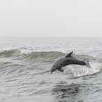 Viral: Una madre delfín atraviesa su duelo nadando junto a su cría muerta en la ría de Vigo