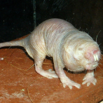 La rata topo desnuda: no muere por envejecimiento, no contrae cáncer y sobrevive 18 minutos sin oxígeno