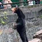 Un oso de un zoológico se hace viral en China por su aspecto humano