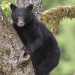 Capturada una familia de osos tras realizar 21 presuntos allanamientos de morada en California, EEUU