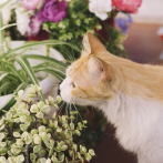 ¿Tienen los gatos domésticos las claves para entender el cáncer de mama humano?