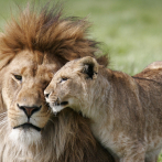 Los leones africanos a un paso de la extinción, tras la desaparición del 90%