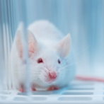 Un estudio en ratones apunta que la terapia con células madre podría proteger contra la pérdida de memoria del Alzheimer
