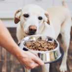 Creencias erróneas sobre la alimentación de mascotas que ponen en riesgo sus vidas