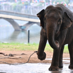 Indignación en Vietnam por dos elefantas que viven encadenadas