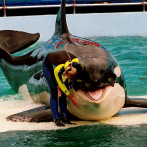 Muere Lolita, la orca cautiva desde 1970 en Miami