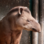 Nicaragua prohíbe la reproducción, crianza y liberación del tapir