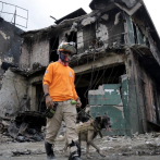 Perros rescatistas: los héroes que desempeñan una labor importante en la búsqueda de víctimas