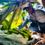 Inespre inicia compra de más de un millón de bananos a productores de Azua