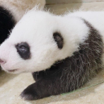 Nace por primera vez un cachorro de oso panda en el Zoológico de Moscú