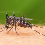 Hay 27 muertes sospechosas de dengue a la espera de ser confirmadas