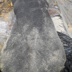 Medio Ambiente investiga cómo murió un bebe manatí encontrado en una playa de Puerto Plata