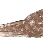 Un fósil sitúa el origen de unas aves en la desaparecida Zealandia