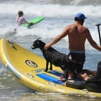 Cabras al agua: los cuadrúpedos enseñan a surfear en California