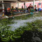 Cárteles explotan a la industria bananera de Ecuador para traficar cocaína
