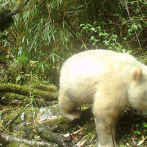 Único oso panda albino del mundo es macho y crece saludablemente en China