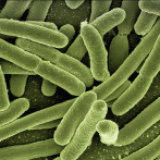 EEUU alerta de mortífera bacteria 
