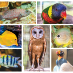 Dos catálogos para conocer las aves del Zoológico Nacional y los peces arrecifales del Acuario