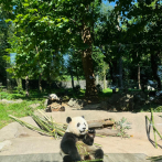 Osos pandas, un mamífero considerado tesoro nacional en China