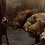 Federación solicita a Abinader crear Dirección de Protección Animal