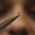 Se están criando mosquitos especiales para combatir el dengue