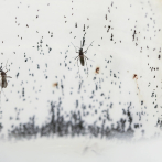 Realizarán jornada contra el dengue en Constanza