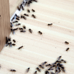 ¿Cómo controlar las cucarachas, moscas, hormigas y otros insectos en el hogar?