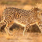 La India celebra el primer aniversario de la llegada de guepardos introducidos en el país