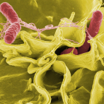 Una bacteria intestinal que contiene ácido sulfúrico nos protege contra la salmonella