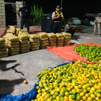 Cesfront decomisa 390 libras de marihuana en sacos de chinola, aguacate y naranjas en Pedernales