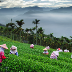 El entorno cultural de bosques de té del sur de China, patrimonio de la Unesco