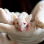 Regeneran neuronas en ratones para restablecer la marcha tras una lesión de médula