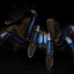 Nueva especie de tarántula azul eléctrico, un color exótico en animales