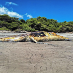 Encuentran muerta ballena jorobada de 15 metros en playa de El Salvador