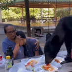 Un oso deja a una familia sin alimentos en un parque de México ¡Y de qué manera!