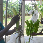 Cierre de frontera merma presencia haitiana en sector bananero de Valverde