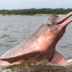 Hallan cerca de 110 delfines de río muertos en un lago de la Amazonía brasileña